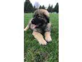 Mutt Puppy for sale in Fayetteville, NY, USA