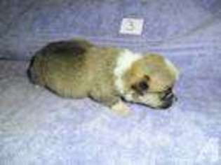 Pembroke Welsh Corgi Puppy for sale in GOLDSBORO, NC, USA