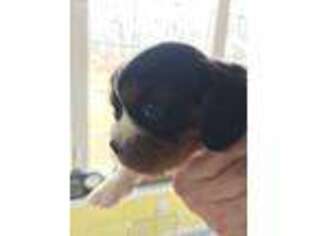 Cavalier King Charles Spaniel Puppy for sale in Littlestown, PA, USA