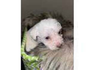 Schnoodle (Standard) Puppy for sale in Birmingham, AL, USA