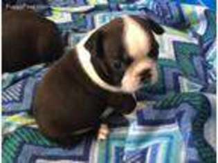 Boston Terrier Puppy for sale in Bromide, OK, USA