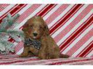 Goldendoodle Puppy for sale in Etna Green, IN, USA