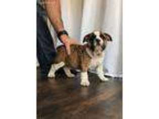 Olde English Bulldogge Puppy for sale in Stanton, MI, USA