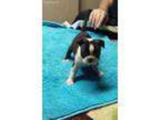 Boston Terrier Puppy for sale in Cocoa, FL, USA