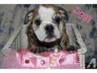 Bulldog Puppy for sale in PLEASANT VIEW, TN, USA
