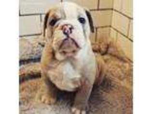 Bulldog Puppy for sale in Clinton Township, MI, USA