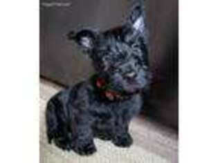 Scottish Terrier Puppy for sale in Huntertown, IN, USA