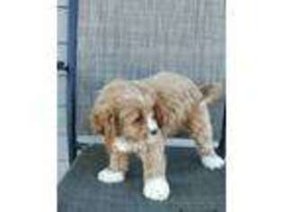 Cavapoo Puppy for sale in Spicewood, TX, USA