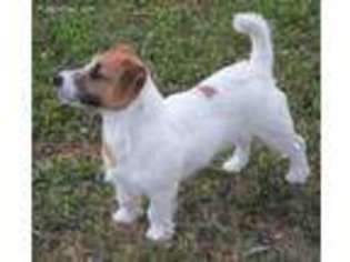 Jack Russell Terrier Puppy for sale in Sandston, VA, USA