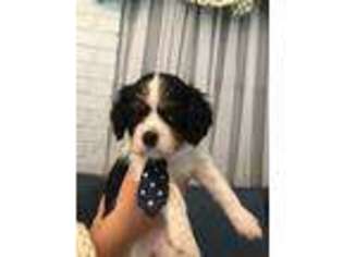 Cavalier King Charles Spaniel Puppy for sale in Whitehouse, TX, USA