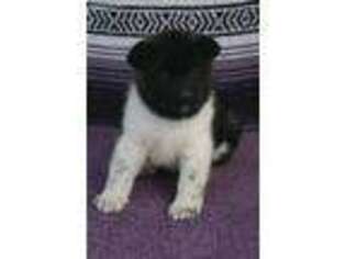 Akita Puppy for sale in Greenwich, OH, USA