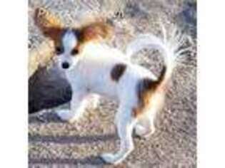 Papillon Puppy for sale in Boise, ID, USA