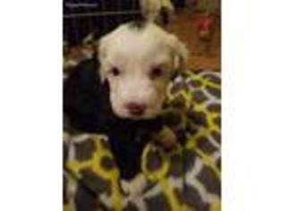 Old English Sheepdog Puppy for sale in Hemet, CA, USA