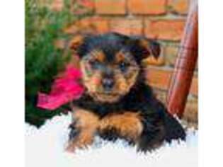 Yorkshire Terrier Puppy for sale in Myerstown, PA, USA