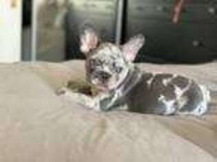 French Bulldog Puppy for sale in Granada Hills, CA, USA