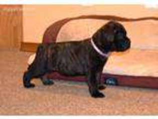 Bullmastiff Puppy for sale in Perryville, MO, USA