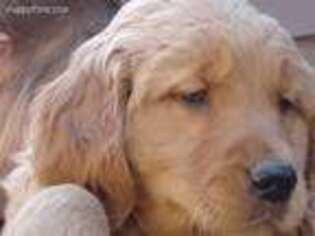 Golden Retriever Puppy for sale in Fox River Grove, IL, USA