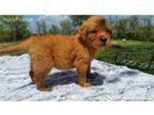 Golden Retriever Puppy for sale in Evansville, IL, USA