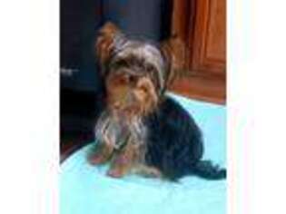 Yorkshire Terrier Puppy for sale in Natchitoches, LA, USA