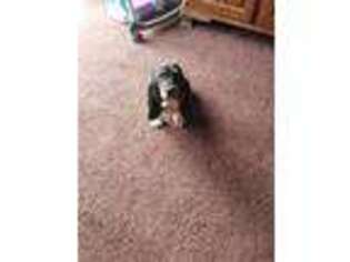 Basset Hound Puppy for sale in Ogdensburg, NY, USA