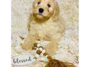 Saint Berdoodle Puppy for sale in Swartz Creek, MI, USA