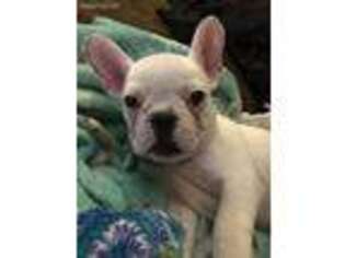 French Bulldog Puppy for sale in Selinsgrove, PA, USA