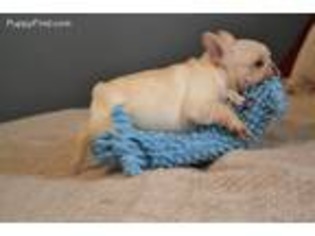 French Bulldog Puppy for sale in El Cajon, CA, USA