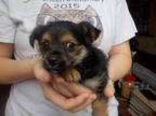 Yorkshire Terrier Puppy for sale in Hartville, MO, USA