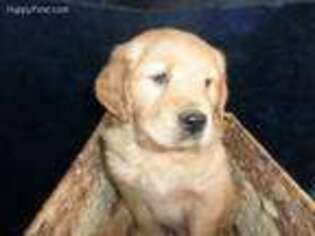 Golden Retriever Puppy for sale in Quaker City, OH, USA