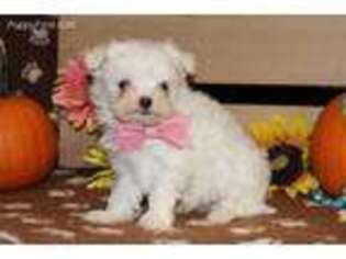 Maltese Puppy for sale in Lewisburg, PA, USA