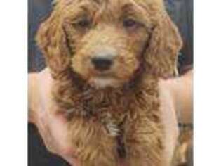 Goldendoodle Puppy for sale in Menomonee Falls, WI, USA