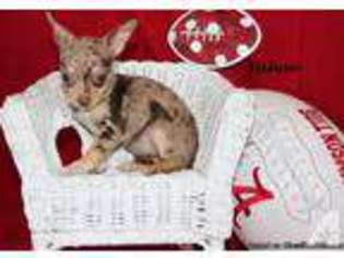 Chihuahua Puppy for sale in BIRMINGHAM, AL, USA
