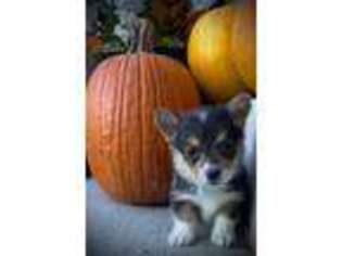 Pembroke Welsh Corgi Puppy for sale in Marshfield, MO, USA