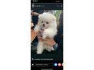 Pomeranian Puppy for sale in Lyons, IL, USA