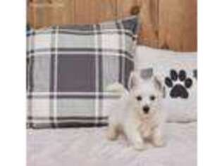 West Highland White Terrier Puppy for sale in Warsaw, IN, USA
