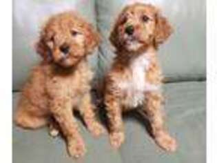 Goldendoodle Puppy for sale in Claremont, NC, USA
