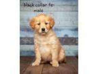 Golden Retriever Puppy for sale in Addison, MI, USA