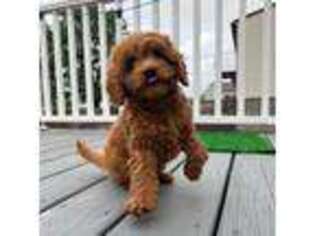 Cavapoo Puppy for sale in Highland, CA, USA