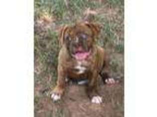 American Bulldog Puppy for sale in Bowling Green, KY, USA