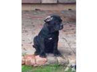 Neapolitan Mastiff Puppy for sale in SCOTTSDALE, AZ, USA