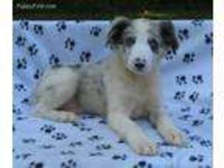 Border Collie Puppy for sale in Hemlock, MI, USA