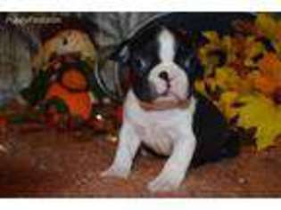 Boston Terrier Puppy for sale in Browning, MO, USA