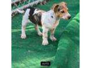 Australian Cattle Dog Puppy for sale in Ozark, MO, USA