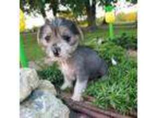 Jack Russell Terrier Puppy for sale in Foster, KY, USA
