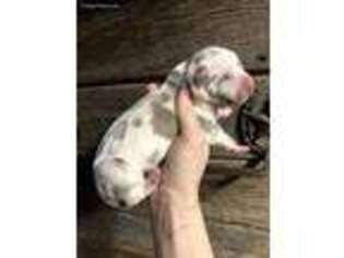 Great Dane Puppy for sale in Kansas City, MO, USA