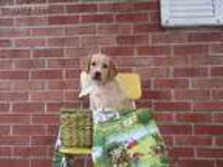 Goldendoodle Puppy for sale in Jonesville, VA, USA