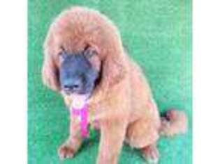 Tibetan Mastiff Puppy for sale in Liberty, TX, USA