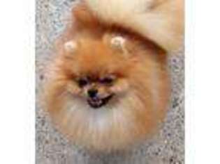 Pomeranian Puppy for sale in Lyford, TX, USA