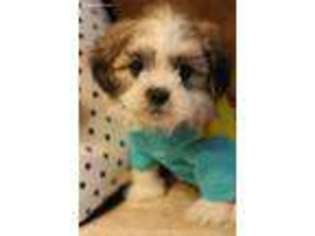 Mal-Shi Puppy for sale in Center Ridge, AR, USA
