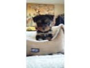 Yorkshire Terrier Puppy for sale in Little River, SC, USA